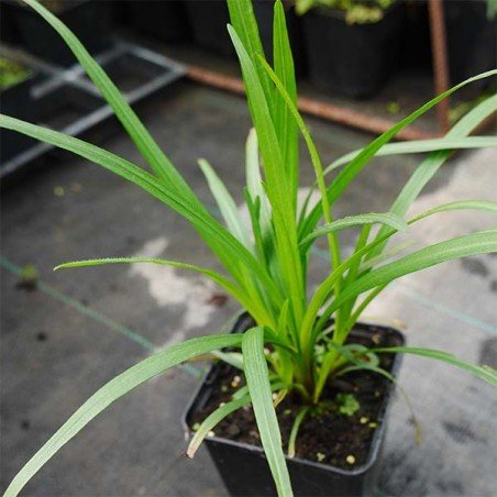 Liatra Kobold sadzonka