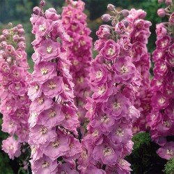 Ostróżka ogrodowa 'Magic Fountain Deep Rose' (Delphinium elatum)