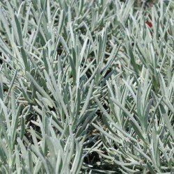 Lawenda pośrednia  "Grappenhall"