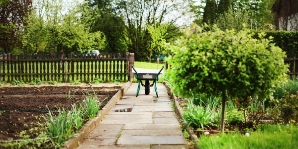 Jak sadzić drzewa w ogrodzie