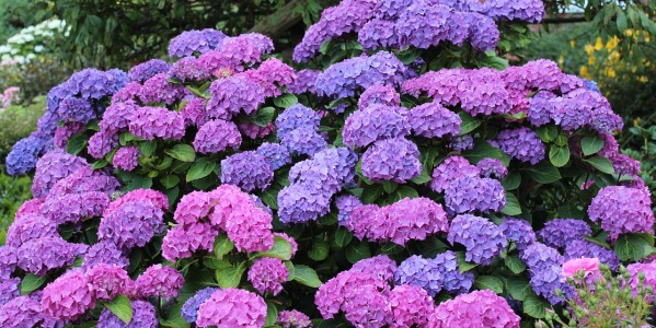 Kwitnące krzewy do cienia, łatwe w uprawie