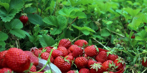 Jak przechowywać truskawki