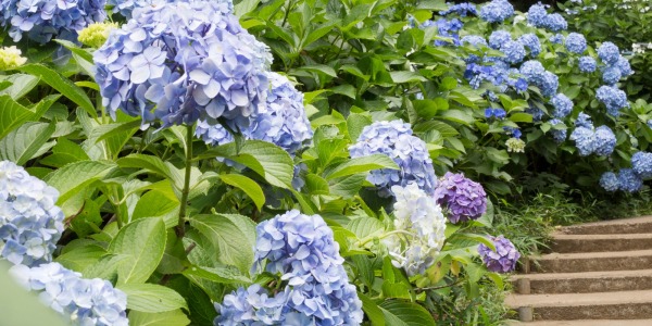 Hortensja ogrodowa - jakie ma wymogi i czego nie lubi ten ozdobny krzew