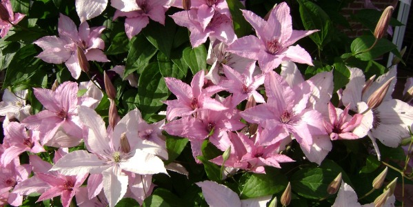 Jakie rośliny posadzić przy ścianie domu