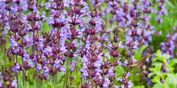 Bylina kocimiętka – skąd pochodzi jej nazwa? Dlaczego warto mieć ją w ogrodzie? 