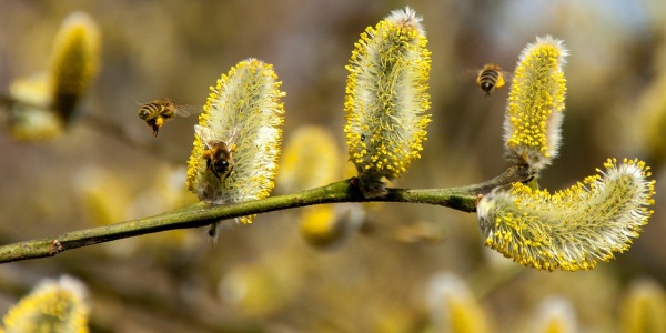 Wiosenne prace w ogrodzie